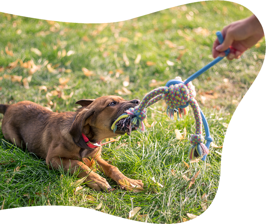 Thiệu Hưng Beste Pet Supplies Co., Ltd.