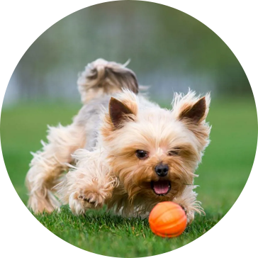Đồ chơi cho chó cưng tennis